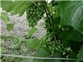 grožđe